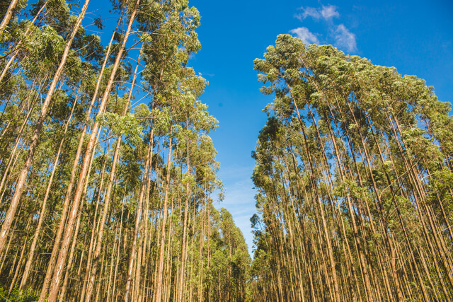 biomassa de eucalipto